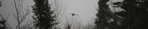 Puddingstone Ranch Pheasant Hunts